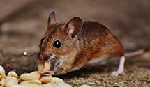 24 Hour & Emergency Exterminators in Centreville, VA